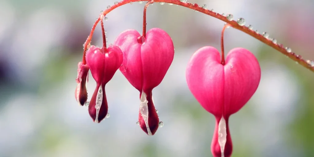Couples Integrative Wellness Retreat